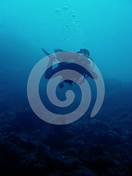 Scuba diver coral reef philippines