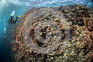 A scuba diver on a coral reef on Red Sea