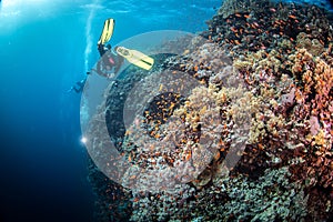 A scuba diver on a coral reef on Red Sea