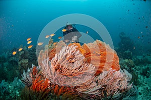 Scuba diver and corals 