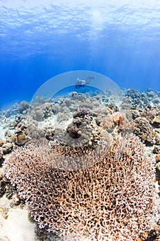 SCUBA diver and corals