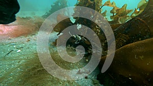 Scuba diver and crab hios underwater on seabed of Kara Sea Arctic Ocean.