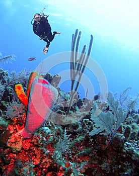 A Scuba Diver Encounters a Bright Azure Vase Sponge photo