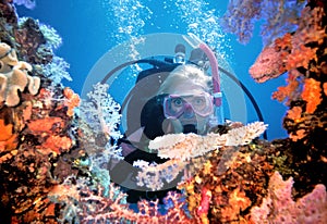 Scuba Diver Enjoys Colorful Soft Coral in Truk Lagoon, Micronesia