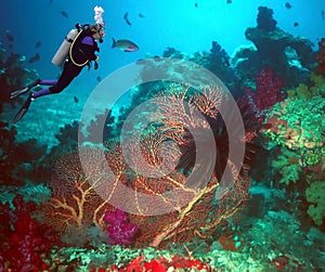 A Scuba Diver Enjoys Rainbow Reef, Fiji