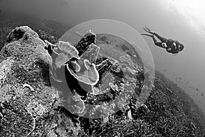 Scuba diver explore in Staghorn Coral reef