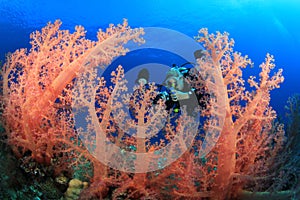 Scuba Diver explores Beautiful Coral Reef