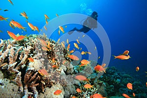 Scuba Diver explores Beautiful Coral Reef