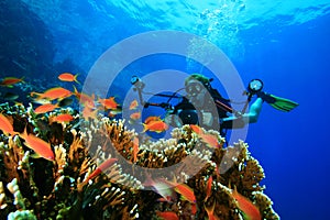 Scuba Diver explores coral reef with his camera photo