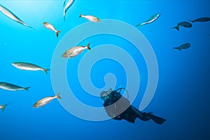 Scuba diver explores fish in blue sea water.