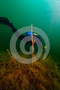 SCUBA diver exploring a murky inland lake with dive flag line in hand