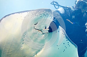 Scuba diver feeding Common stingray in the aquarium