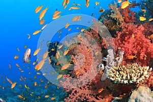 Scuba diver and fish