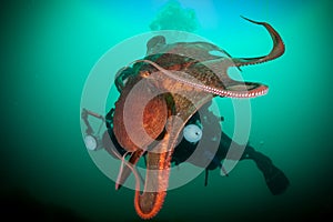 Scuba diver with giant octopus