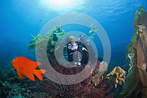 Scuba Diver and Gorgonian Coral