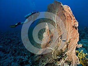 Scuba diver and Gorgonion coral