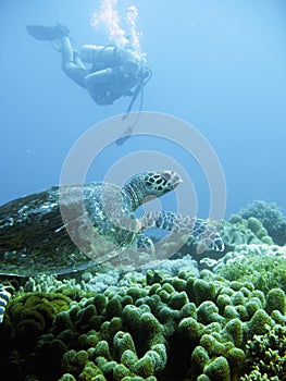 Scuba diver and green sea turtle