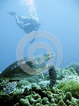 Scuba diver and green sea turtle