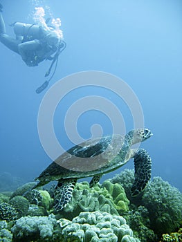 Scuba diver and green sea turtle