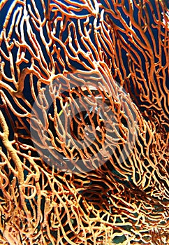 Scuba diver look behind close up yellow gorgonia