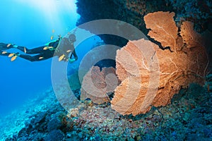 Scuba diver looking at a big fan coral in the Indian Ocean