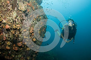 Scuba diver looking at coral