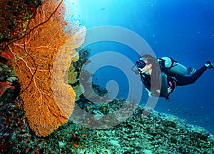 A scuba diver looking at a fan coral in the Maldives
