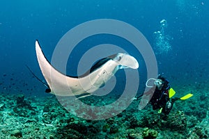 Scuba diver and Manta in the blue ocean background portrait