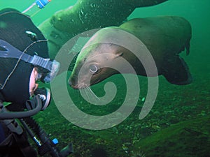 Scuba Diver Meets California Sea Lion