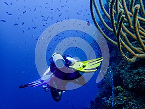 Scuba diver on the Mesoamerican reef in the Caribbean Sea, Roatan, Bay Islands, Honduras