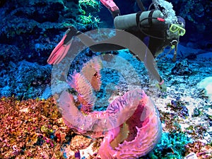 SCUBA Diver Observes Gorgeous Azure Vase Sponge