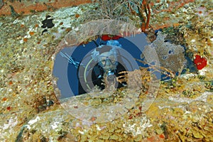 Scuba Diver Peering out From Opening in Shipwreck - Roatan