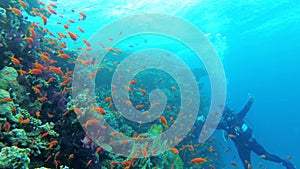 Scuba diver photographer swims by a coral reef. Diving in the Red Sea, Egypt.