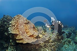 Potápanie potápač fotografovanie huba korál v 