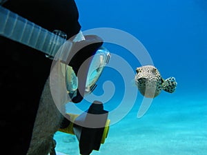 Scuba diver and pufferfish