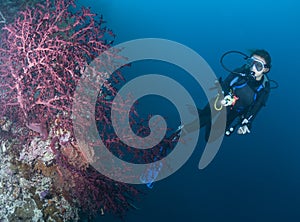 SCUBA Diver and purple sea fan