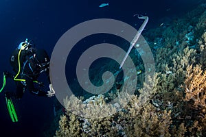 A scuba diver in the Red Sea with a Pipefish