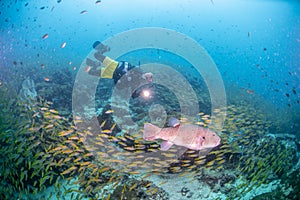 Scuba Diver And School Of Fish 