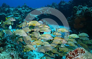 Scuba Diver and School of Fish - Cozumel Mexico photo