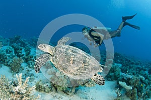 Scuba diver and sea Turtle
