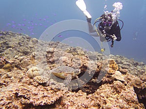 A scuba diver with a sea turtle
