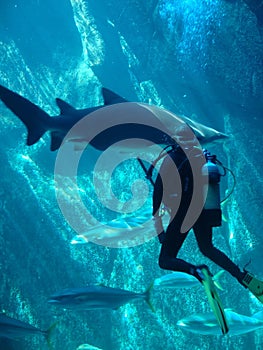 scuba diver and shark