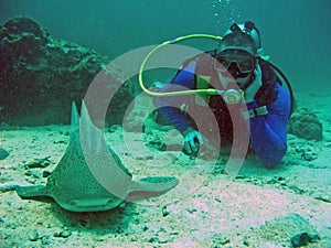 Scuba diver and shark, Thailand