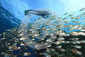 Scuba Diver and Shoal of Fish