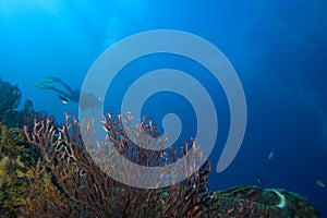 Scuba diver in St. Lucia