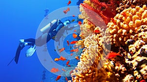 Scuba diver surrounded with shoal of beautiful red coral fish Anthias near tropical coral reef