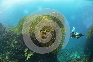 Scuba diver and swarm of fish