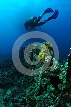 Scuba diver swim over the ribs of very old ship wreck