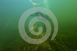 SCUBA Diver Swimming Away from Small mouth Bass