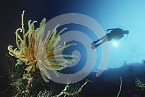 Scuba Diver Swimming By Coral Reef And Feather Star